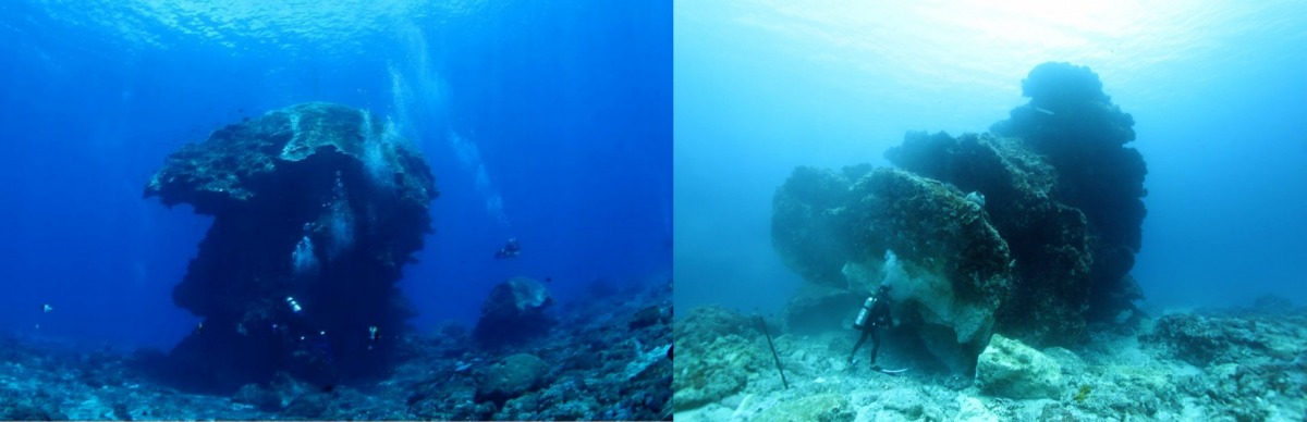 大香菇的今昔對比，左圖為倒下前，右圖為21日的狀況，頂部正好倒在旁邊的小珊瑚上。   取自台灣博物館(左)、俞明宏臉書(右)