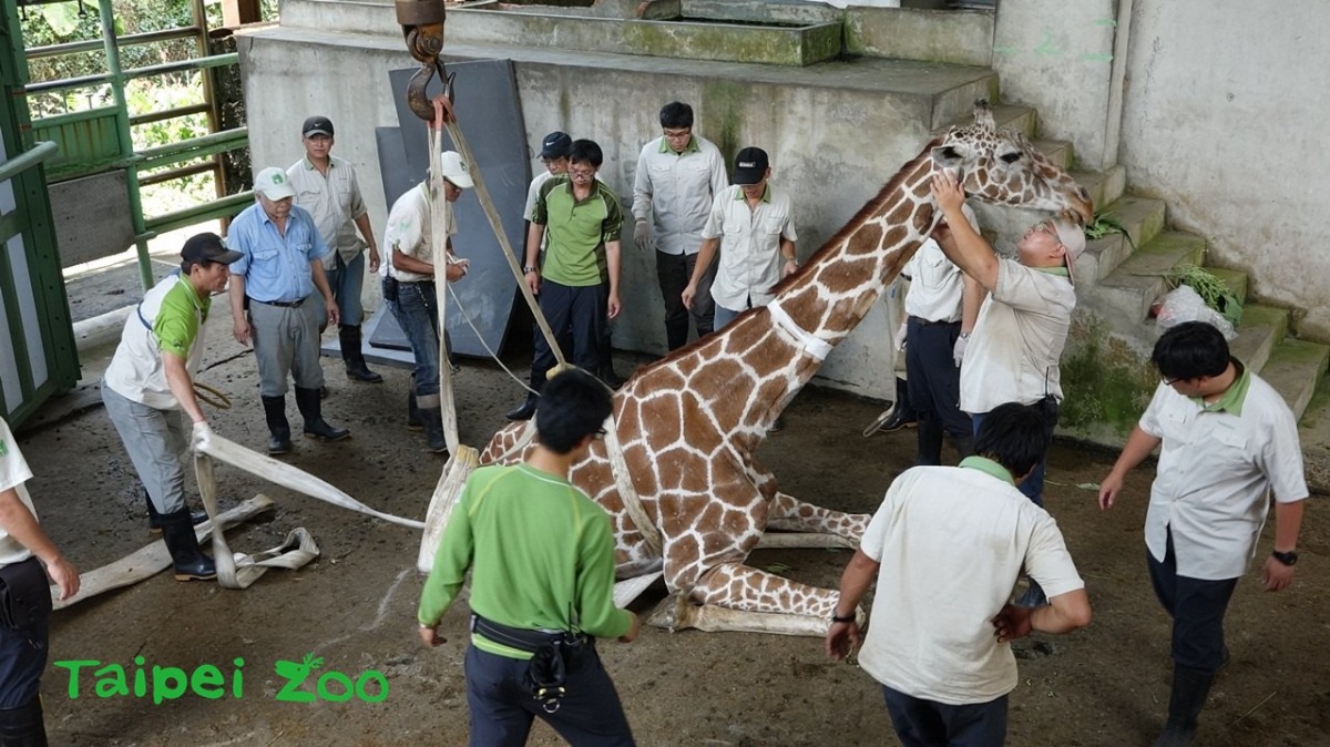 今年五月，「長宵」死亡前難以站立的樣子。取自動物園保育網。