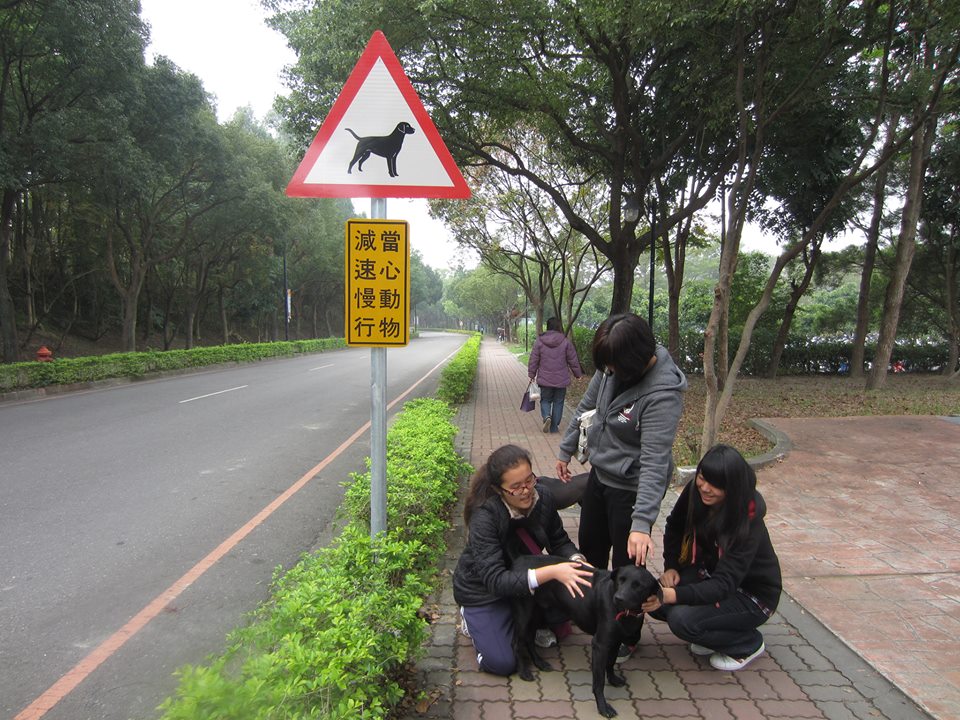 南華狗狗GoGo志工隊設立的小心動物立牌。南華狗狗GoGo志工隊提供。