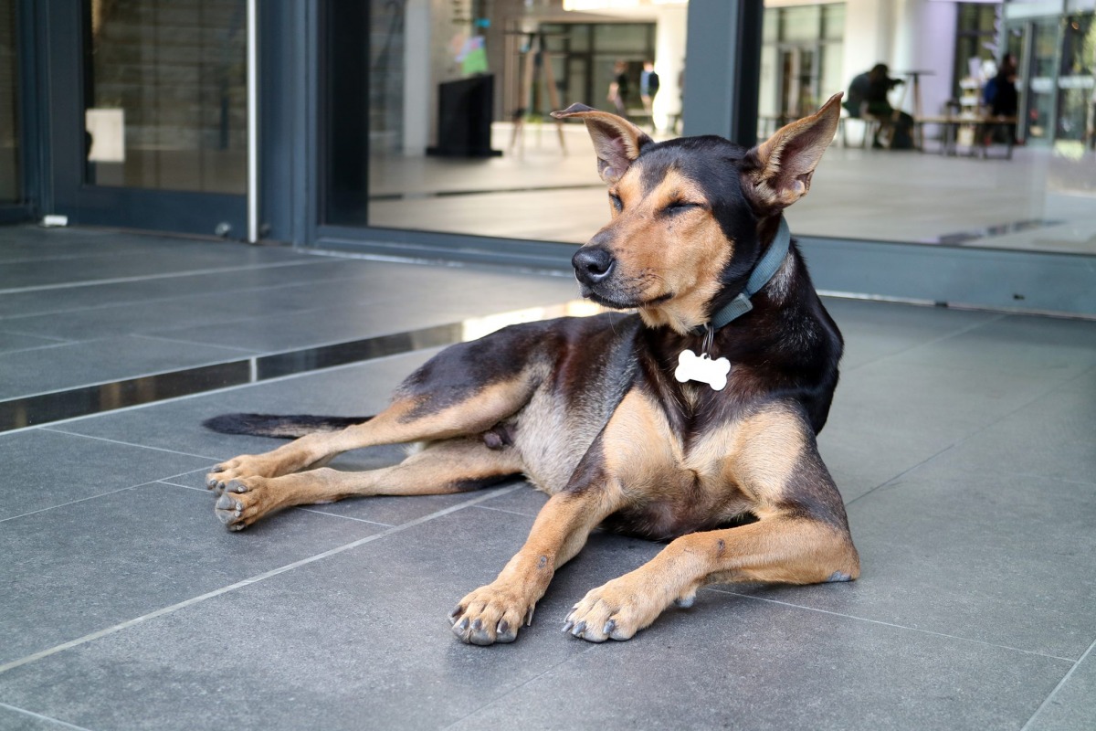 清大校犬Jimmy。清大懷生社提供。