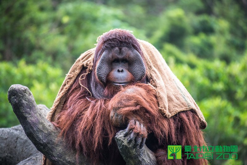 熱帶的紅毛猩猩住在台北，真合乎動物福利嗎？取自動物園保育網。