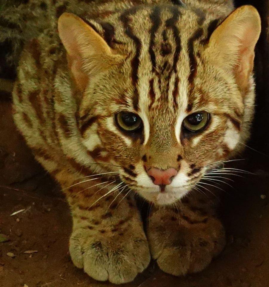 苗栗楓樹窩石虎米，結合石虎保育與當地經濟，創造人與野生動物共存共榮。取自楓樹窩石虎米粉專。