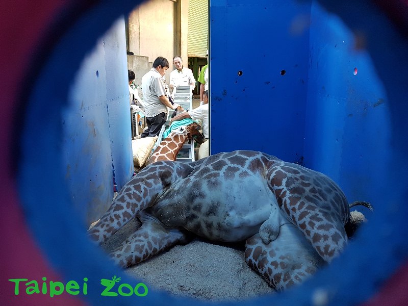 「宵久」被借殖時，躺在箱子裡完全無法站立，這樣對動物真的好嗎？取自動物園保育網。