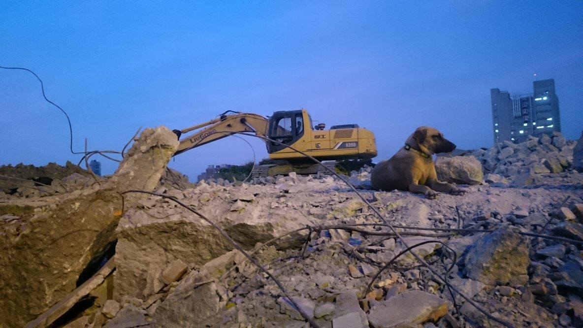 中山醫學大學校犬與校區旁重劃區工地。中山醫動物關懷小組提供。
