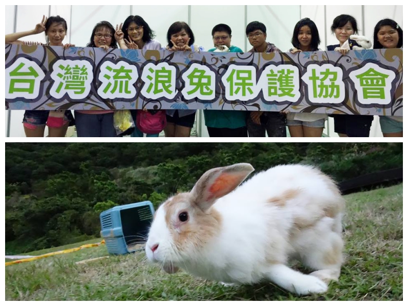 浪兔協會不僅提供浪兔暫時的避風港，還會不定期帶出去「放風」，讓浪兔享受在草原奔馳的快感。 取自台灣流浪兔協會粉絲專頁
