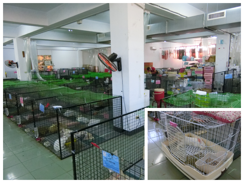 位在中和區立德街上的台灣流浪兔協會,在遷址後,終於擁有100坪的大空間,讓浪兔有個舒服的避風港,而剛收穫或有攻擊性的浪兔則會先放在籠子內觀察。林欣慧/攝