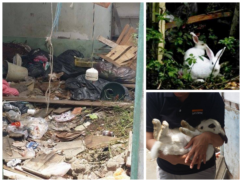 2015年4月，志工接獲通知後，到達現場，滿是垃圾與果蠅的房間，處在如此惡劣環境中的兔子只能吃著垃圾裡的廚餘，四處躲避維生,右下為最後接獲,已懷第三胎的母兔。取自流浪兔協會粉絲專頁