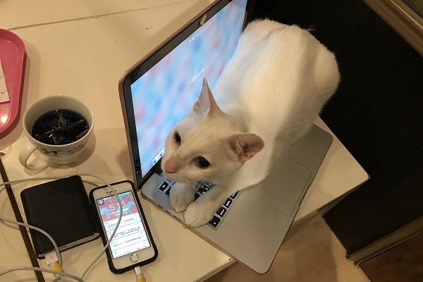 店內的貓咪都相當親人,時常跳上桌子與客人互動。 吳冠輝/攝