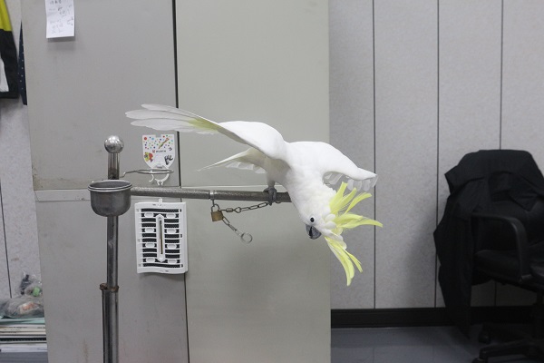 活潑好動的阿丹，熱愛跳舞，舞技也很高超。吳冠輝/攝