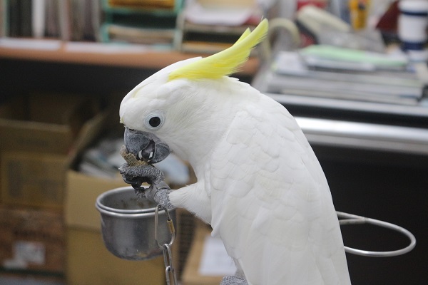 阿丹運爪靈活，可以自己剝花生吃。 吳冠輝/攝