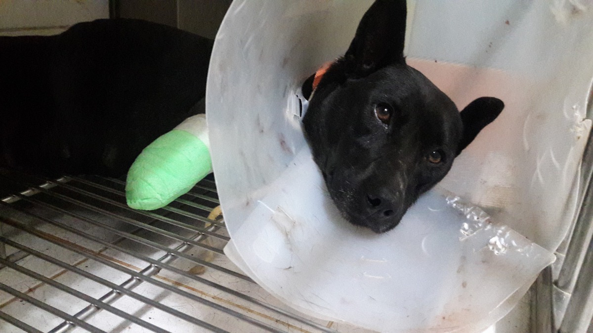 妞妞因為腳掌受傷狀況嚴重，不得不截肢。