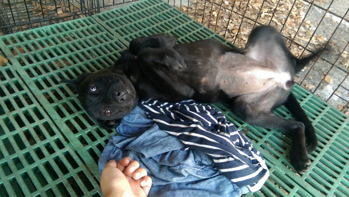 兩隻小狗都已經會翻肚示好了（圖為珍珠）。