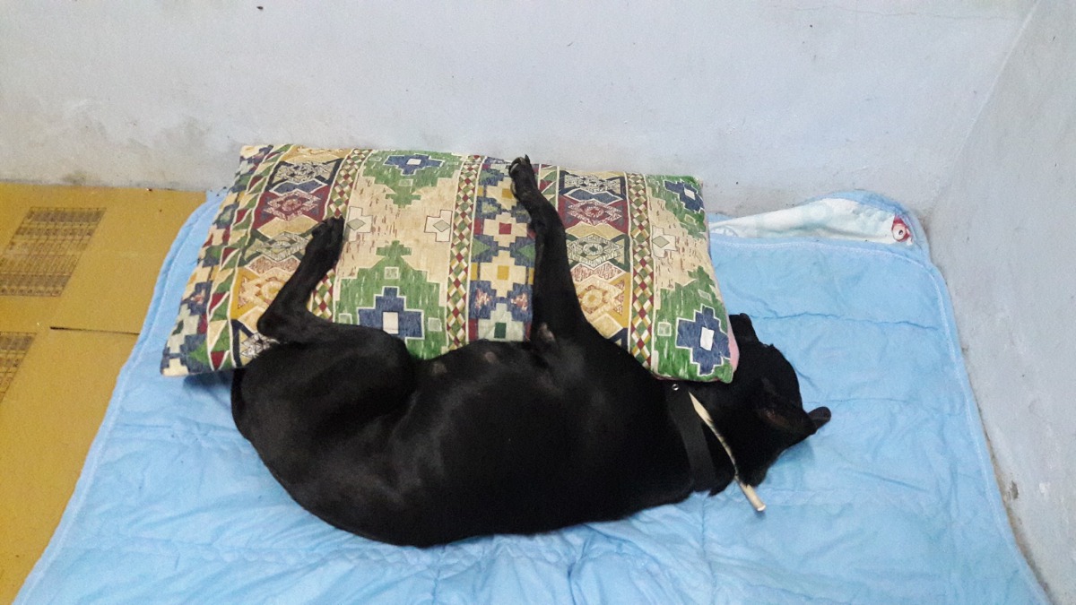 妞妞已經被阿魯收編。