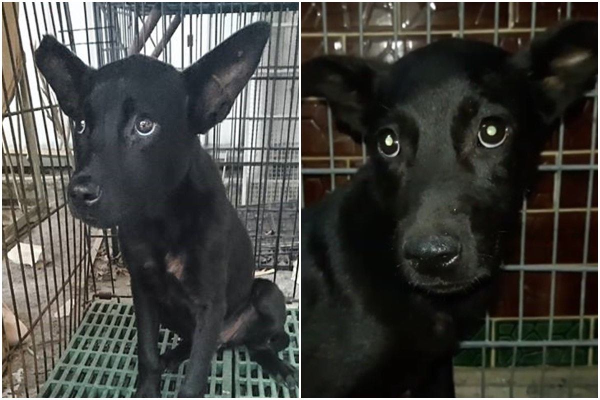 珍珠(左)跟乖乖(右)長的超級像，但珍珠右耳有小缺角。