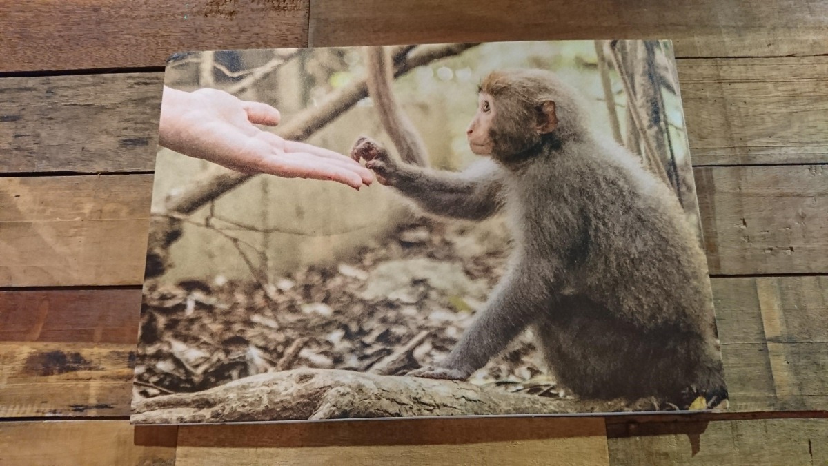 這是張代表人猴和平共處最佳寫真，也是林美吟的婚紗照之一，但拍完這張照片不久，照片中的幼猴頂頂就被毒殺。　林美吟/提供