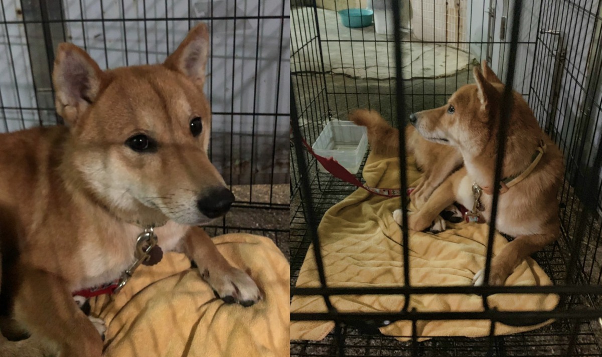 柴犬弟弟因有寄生蟲，需先住籠子隔離，但每天早晚都會出籠放風、上廁所。　方昶詠/提供