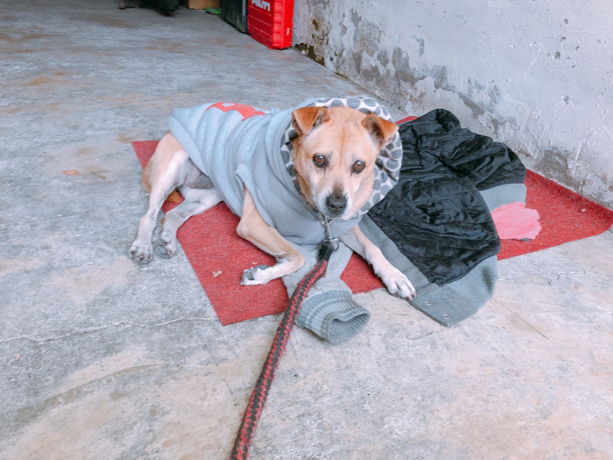 被方昶詠領養而逃脫安樂死命運的狗狗。　方昶詠/提供