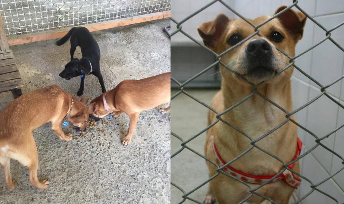 方昶詠家收編和從收容所領養的狗狗們。　方昶詠/提供