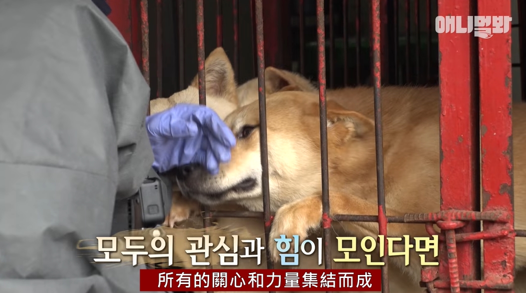 動保團體救援畫面。　截圖自SBS TV동물농장x애니멀봐；毛孩筆記x不要叫我胎哥告/翻譯