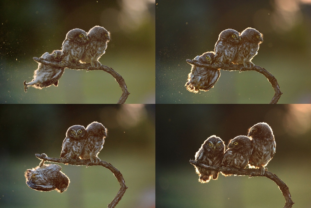 「原來是在拍《翻滾吧！貓頭鷹》啊，我還以為是跌倒呢。」取自The Comedy Wildlife, Photo by Tibor Kercz