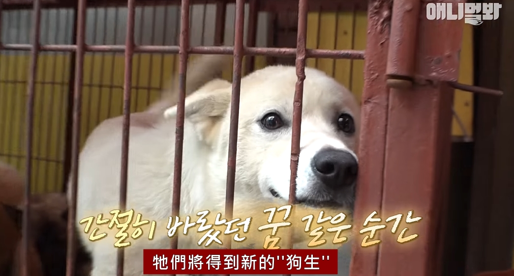 動保團體救援畫面。　截圖自SBS TV동물농장x애니멀봐；毛孩筆記x不要叫我胎哥告/翻譯