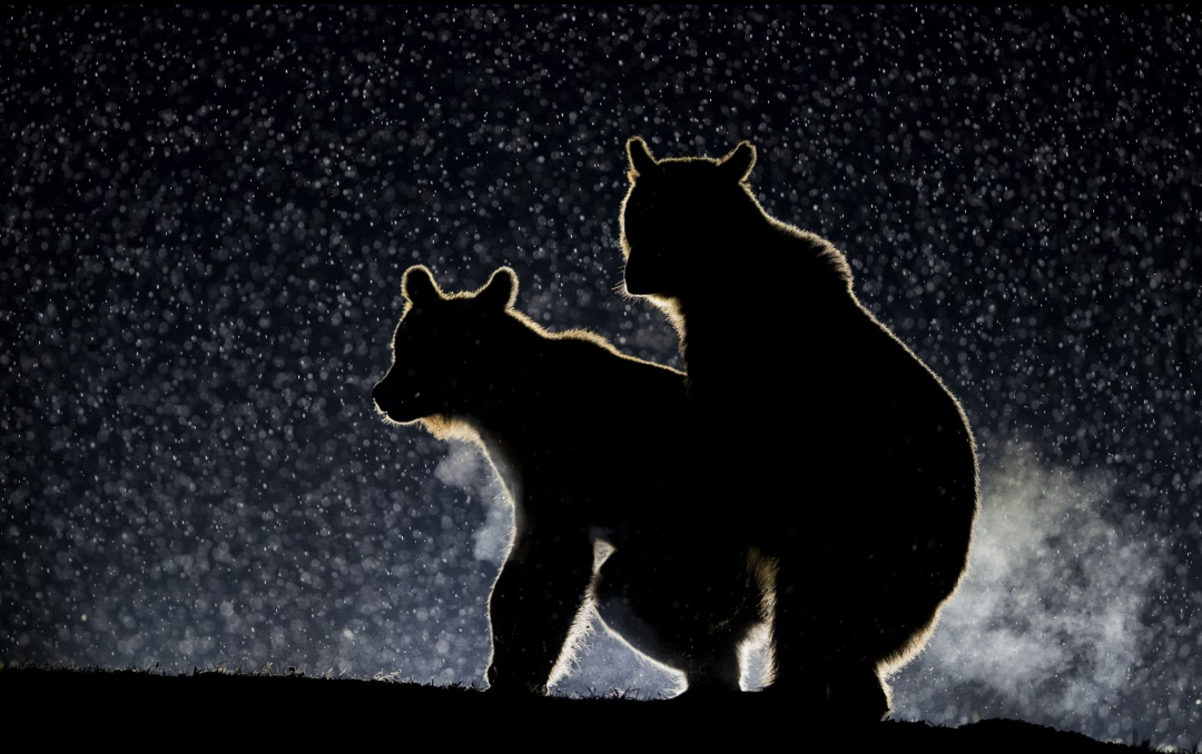 「假的！是你眼睛業障重！」取自The Comedy Wildlife, Photo by Bence Mate