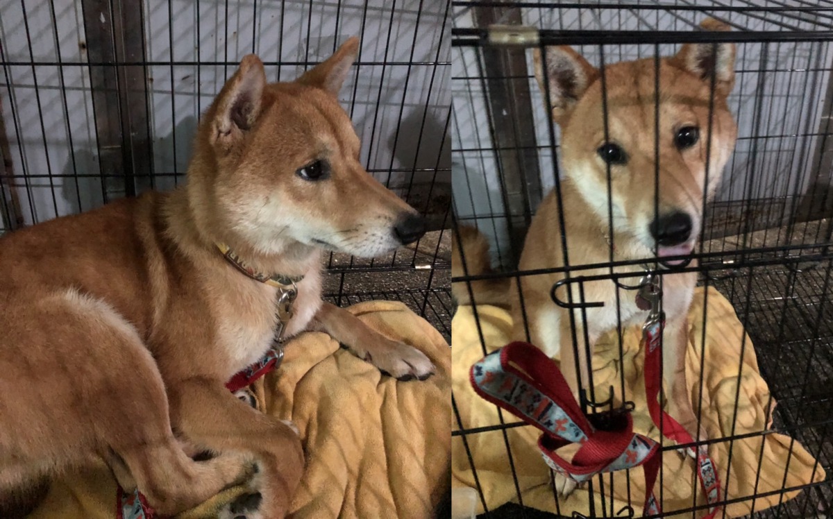 柴犬弟弟的正面和側面。　方昶詠/提供