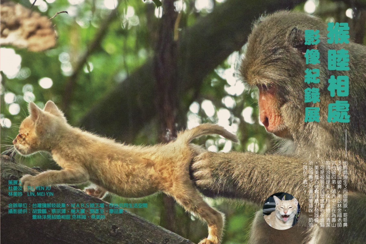 破四弟是一隻很有父愛的公猴，會把流浪幼貓抱回身邊照顧，但因沒有奶水，導致幼貓營養不良而引起愛貓人士的質疑。破四弟的幼貓們後來被林美吟收養。　林美吟/提供