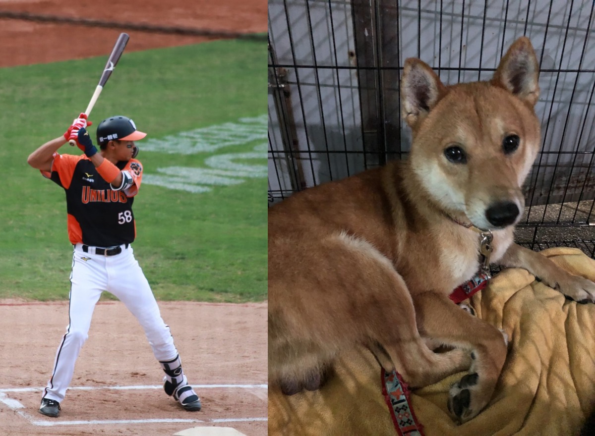 職棒球員方昶詠在台南新化山區往中興林場方向撿到一隻柴犬。　方昶詠/提供