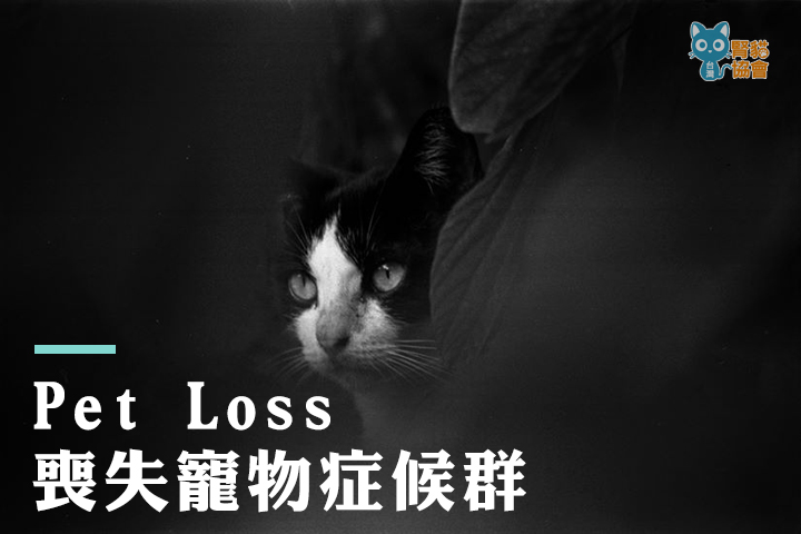 腎衰竭貓咪的生命一旦結束，許多腎貓家長都會面臨「喪失寵物症候群」圖:季惠民/攝