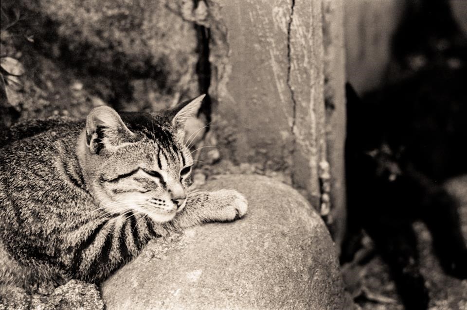 對於發生「喪失寵物症候群」的飼主，我們要有同理心，不給主觀的建議和不必要的打擾問候，傾聽與支持是最好的方式，時間會讓傷痛慢慢復原。圖:季惠民/攝