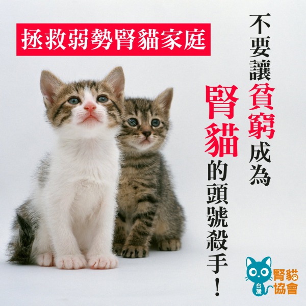 腎貓協會/提供
