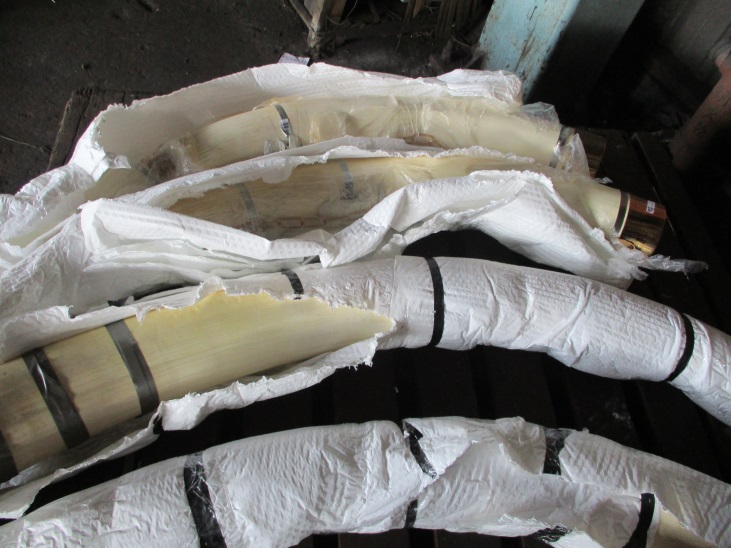 周姓男子走私4根保育類象牙。關務署基隆關/提供