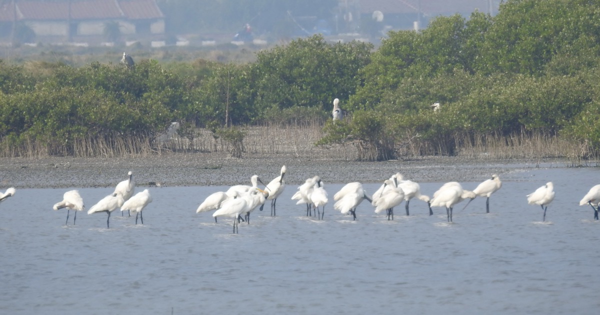 「國際明星鳥」黑面琵鷺「先頭部隊」19隻出現在台南七股曾文溪口保護區。邱仁武/提供