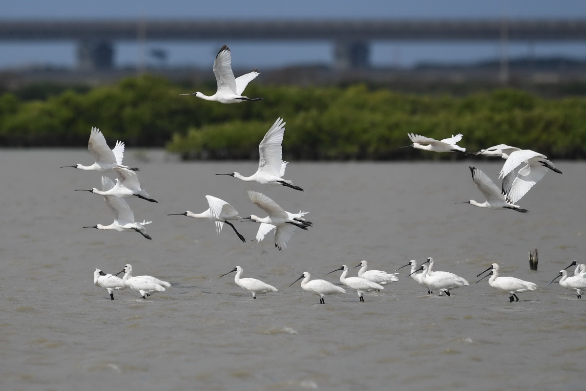 黑面琵鷺是全球瀕危鳥種，預估總數量不超過3000隻。邱仁武/提供