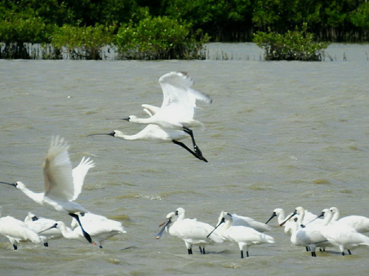 台南七股曾文溪口保護區的黑面琵鷺。邱仁武/提供