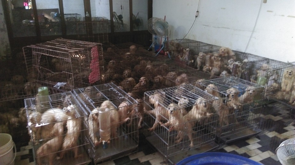 繁殖場狗狗。公共政策網路參與平台/提供