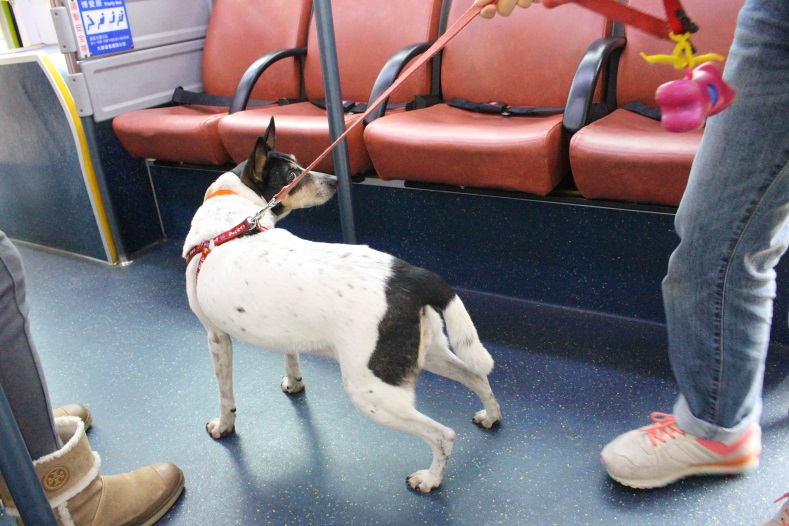 北市力推「動物友善空間標章」，卻被質疑是無意義的數字績效。中華民國保護動物協會資料畫面