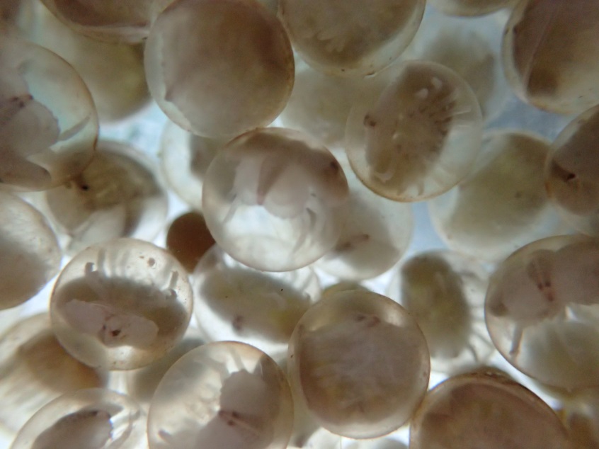 剛出生的鱟寶寶們,約有100多隻。屏東海生館/提供