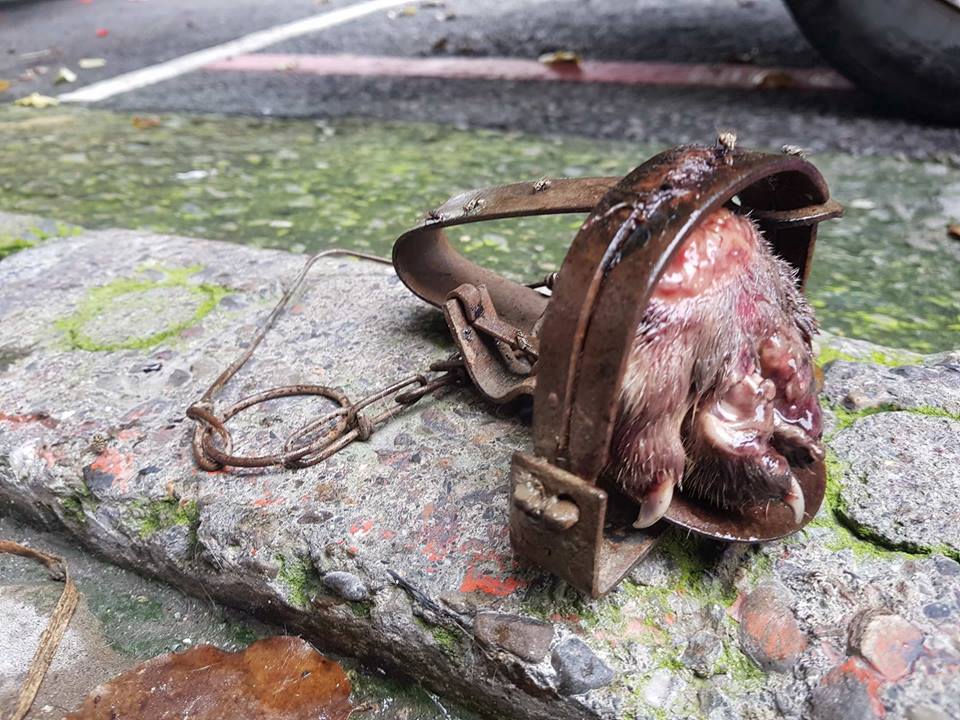 浪浪被捕獸夾夾斷的腳掌。高雄市關懷流浪動物協會/提供