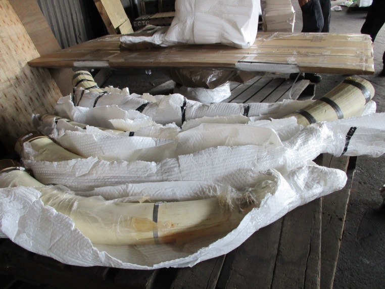 被查獲的四根象牙。關務署基隆關/提供