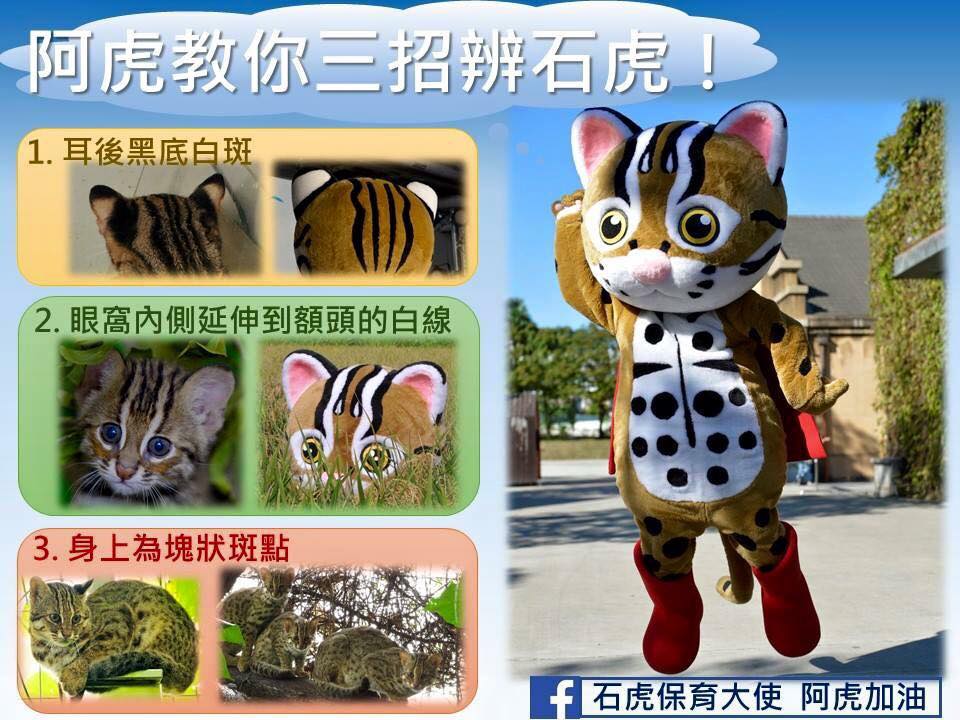辦別石虎的方法。特有生物研究保育中心/提供