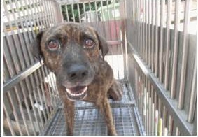 被通報捕捉的浪浪。桃園動保所/提供