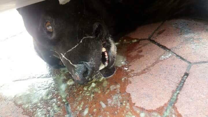 中正大學附近中毒死亡的狗。吳育才/提供