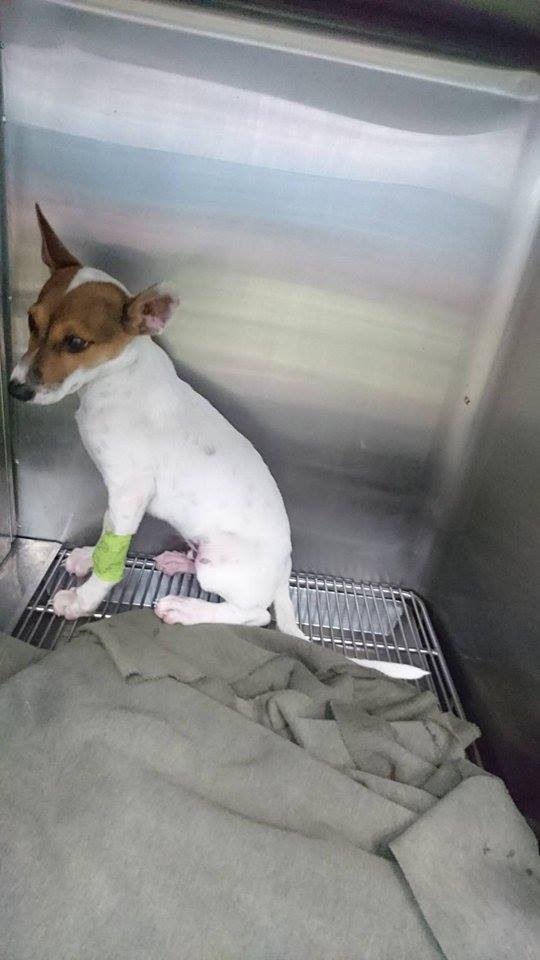 目前幼犬恢復良好。郭小姐/提供