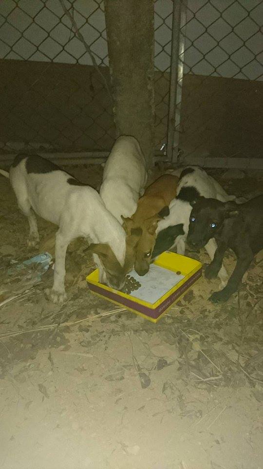 目前被捕捉的浪浪安置在愛心媽媽郭小姐提供的中壢空地上。郭小姐/提供