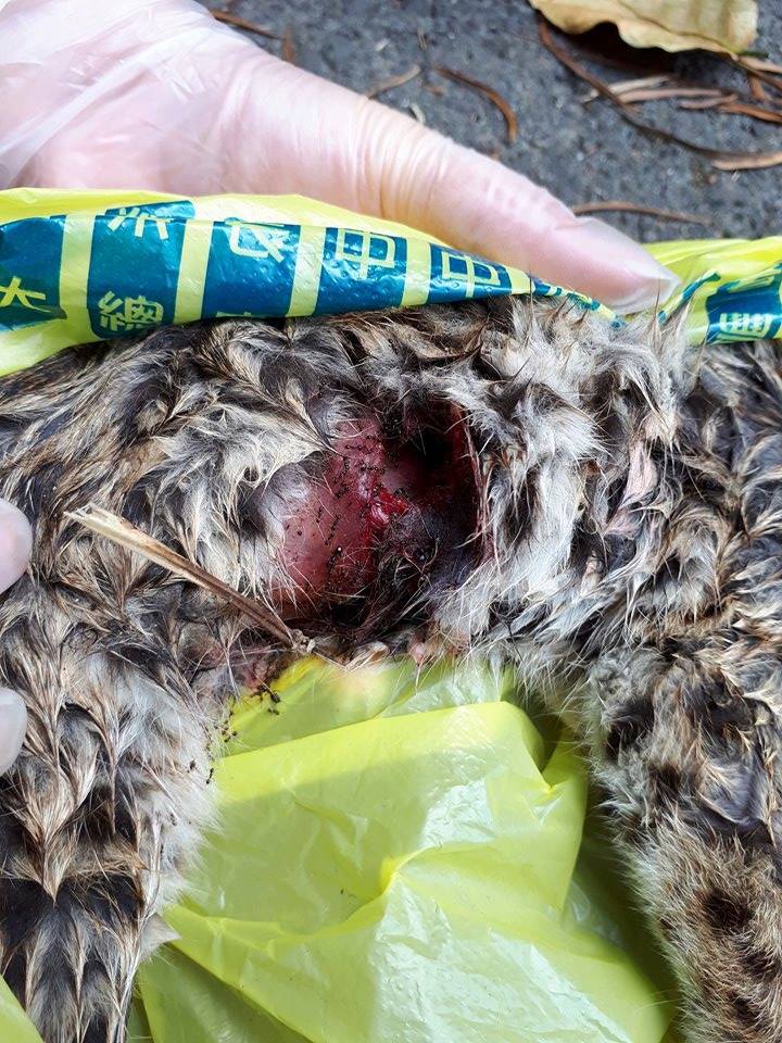 疑被流浪狗咬死。《貓徑地圖王小明》/提供