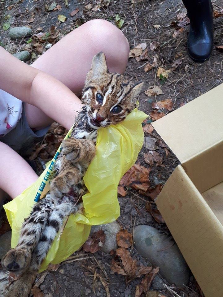 意外身亡的小石虎。《貓徑地圖王小明》/提供