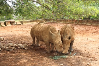 園區裡可愛的白犀牛，歡迎民眾近距離欣賞。六福村/提供