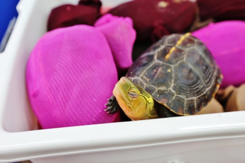 海關人員將食蛇龜從絲襪救出來，逐一檢傷。財政部關務署高雄關/提供